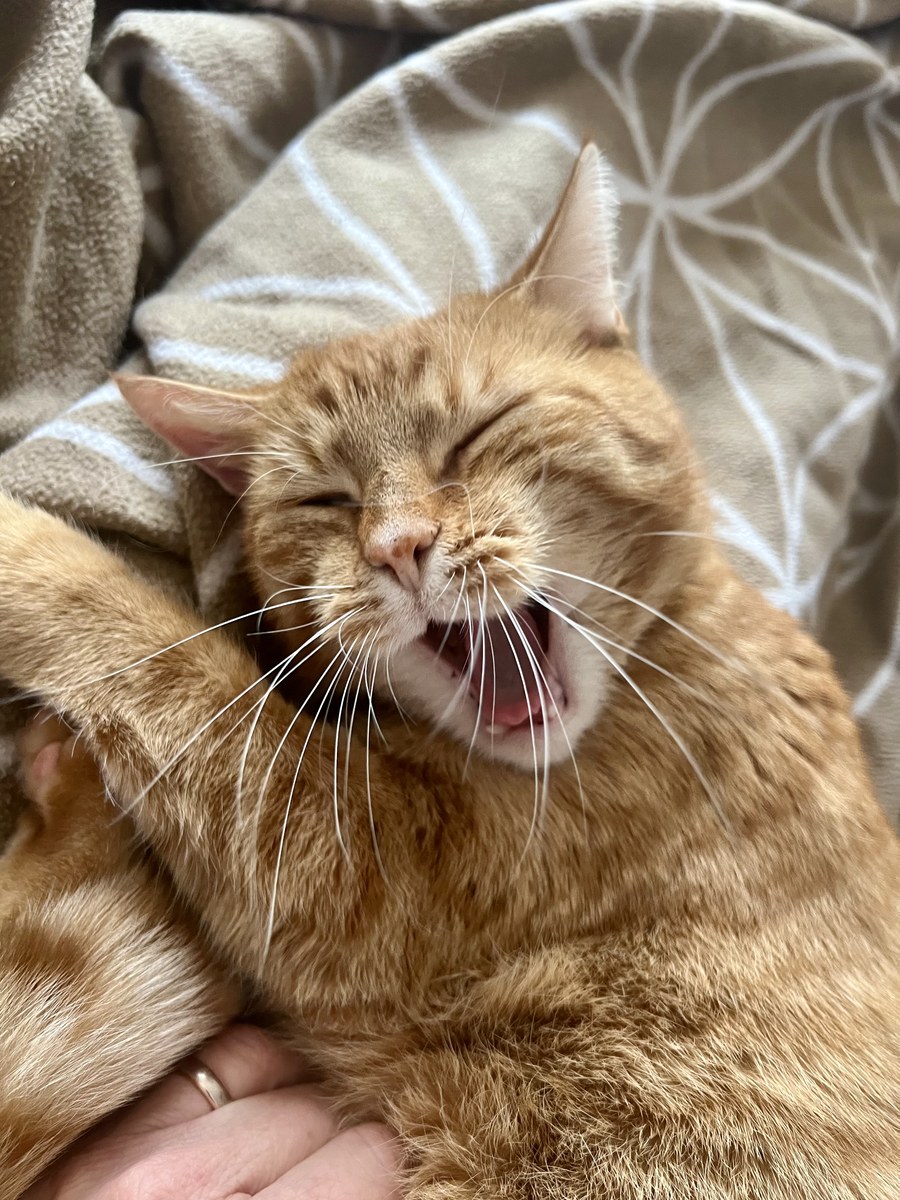 Flynn – ein roter Kater, lachend in Stefanies Hand