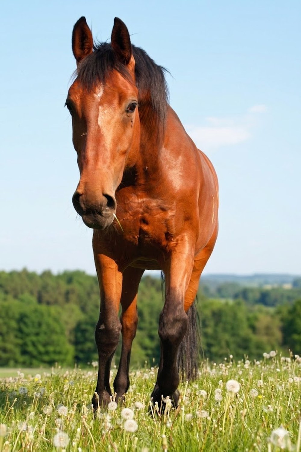 Sunny, Stefanies Seelenpferd, im Löwenzahnfeld