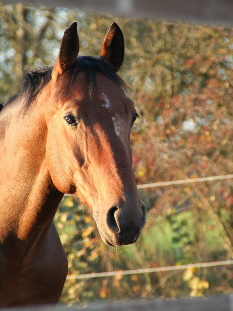 Sunny – Sir Sedrick, das Seelenpferd von Stefanie Birkenbach